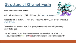 CHYMOTRYPSIN
• Serine protease
• Catalystic mechanism involves Ser residue.
• Utilizes catalytic triad
• Asp102-His57-Ser1...