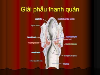 Giải phẫu thanh quản
 