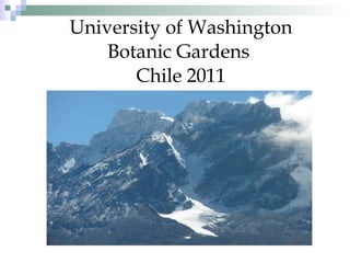 University of Washington Botanic Gardens  Chile 2011 
