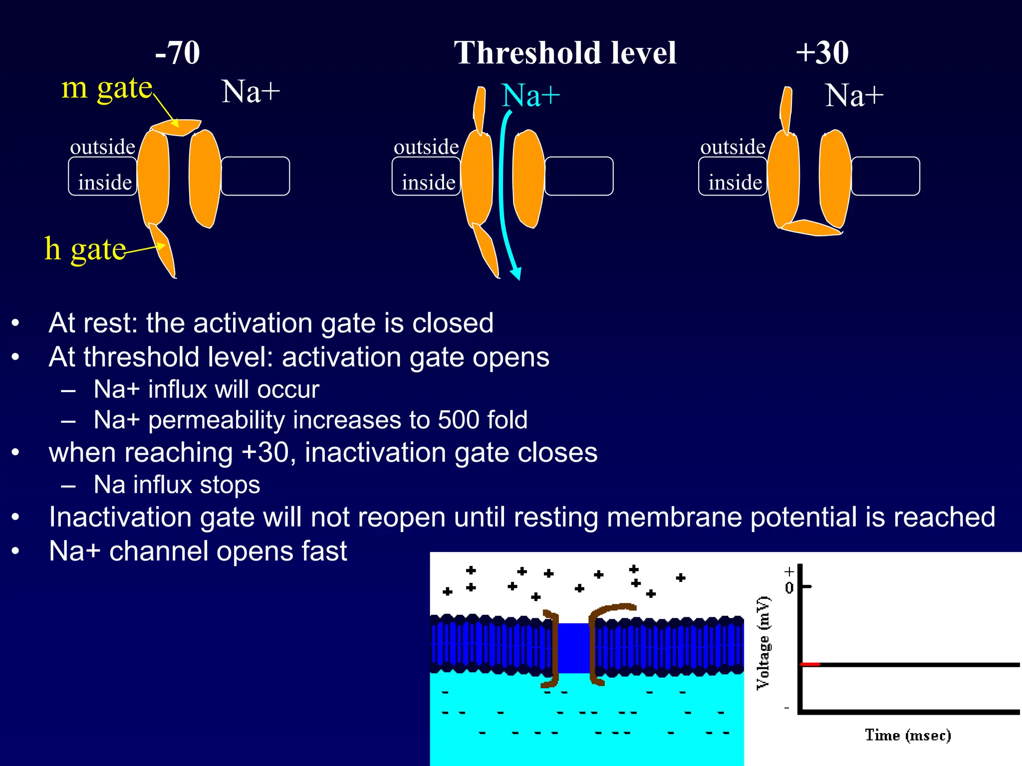 Nerve and Resting Membrane and Action Potentials | PPT