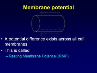 Nerve and Resting Membrane and Action Potentials | PPT