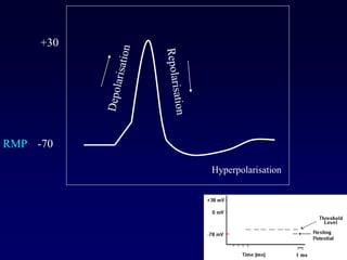 Nerve and Resting Membrane and Action Potentials | PPT