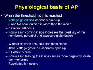 Nerve and Resting Membrane and Action Potentials | PPT