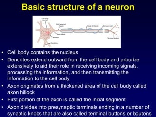 Nerve and Resting Membrane and Action Potentials | PPT