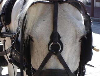 Hypothesis vs. Agenda NPR slide What are we missing? 