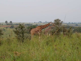 Hypothesis vs. Agenda 