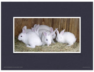 LEAN UX FUNDAMENTALS, KELLOGG EDITION 04/2011   JANICE@LUXR.CO
 