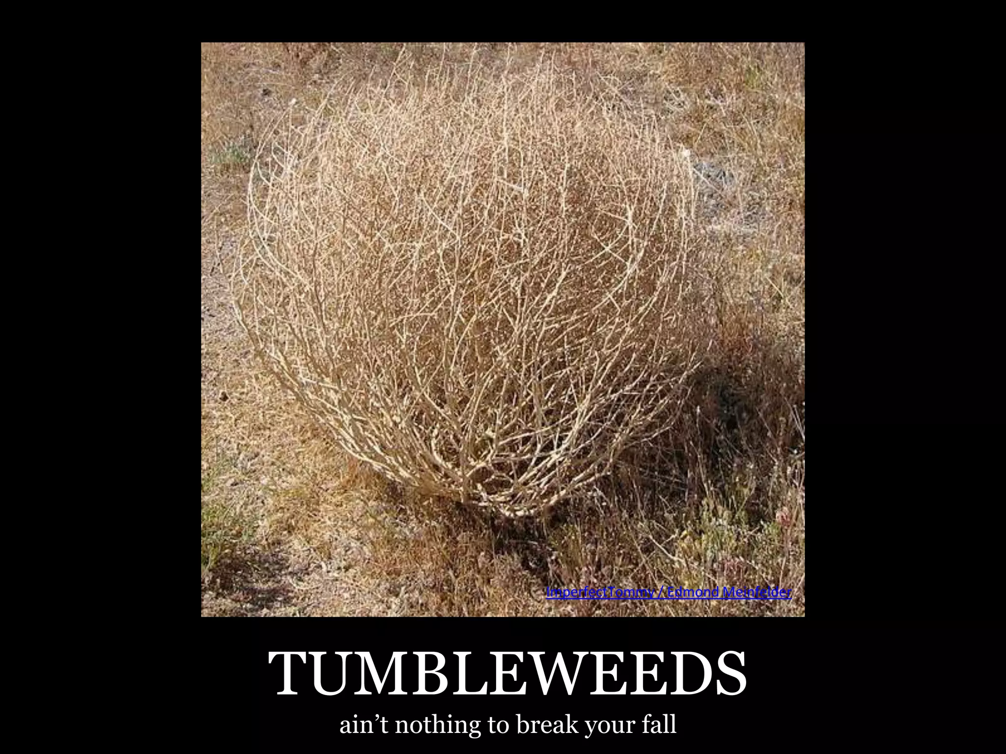 ImperfectTommy / Edmond Meinfelder




TUMBLEWEEDS
 ain’t nothing to break your fall
 