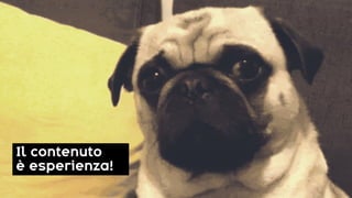 Il contenuto
è esperienza!
 
