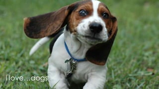 I love…dogs
 