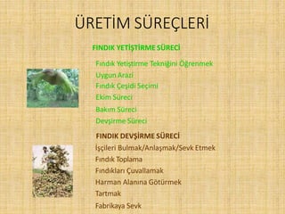 ÜRETİM SÜREÇLERİ
FINDIK YETİŞTİRME SÜRECİ
Fındık Yetiştirme Tekniğini Öğrenmek
Uygun Arazi
Fındık Çeşidi Seçimi
Ekim Süreci
Bakım Süreci
Devşirme Süreci
FINDIK DEVŞİRME SÜRECİ
İşçileri Bulmak/Anlaşmak/Sevk Etmek
Fındık Toplama
Fındıkları Çuvallamak
Harman Alanına Götürmek
Tartmak
Fabrikaya Sevk
 