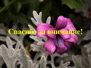 Назовите пожалуйста,какие это животные ? 