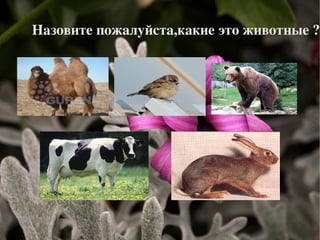 Задания конкурса Название животных 