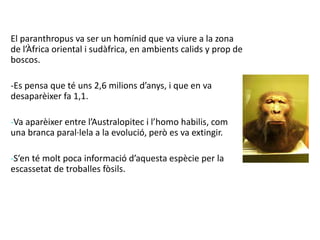 El paranthropus va ser un homínid que va viure a la zona
de l’Àfrica oriental i sudàfrica, en ambients calids y prop de
boscos.
-Es pensa que té uns 2,6 milions d’anys, i que en va
desaparèixer fa 1,1.
-Va aparèixer entre l’Australopitec i l’homo habilis, com
una branca paral·lela a la evolució, però es va extingir.
-S’en té molt poca informació d’aquesta espècie per la
escassetat de troballes fòsils.
 
