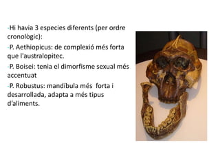 -Hi havia 3 especies diferents (per ordre
cronològic):
-P. Aethiopicus: de complexió més forta
que l'australopitec.
-P. Boisei: tenia el dimorfisme sexual més
accentuat
-P. Robustus: mandíbula més forta i
desarrollada, adapta a més tipus
d’aliments.
 