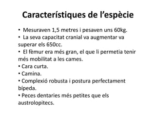 Característiques de l’espècie
• Mesuraven 1,5 metres i pesaven uns 60kg.
• La seva capacitat cranial va augmentar va
superar els 650cc.
• El fèmur era més gran, el que li permetia tenir
més mobilitat a les cames.
• Cara curta.
• Camina.
• Complexió robusta i postura perfectament
bípeda.
• Peces dentaries més petites que els
austrolopitecs.
 