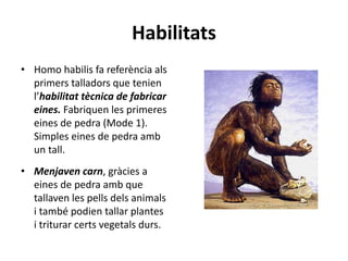 Habilitats
• Homo habilis fa referència als
primers talladors que tenien
l’habilitat tècnica de fabricar
eines. Fabriquen les primeres
eines de pedra (Mode 1).
Simples eines de pedra amb
un tall.
• Menjaven carn, gràcies a
eines de pedra amb que
tallaven les pells dels animals
i també podien tallar plantes
i triturar certs vegetals durs.
 