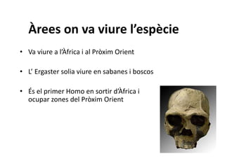 Àrees on va viure l’espècie
• Va viure a l’Àfrica i al Pròxim Orient
• L’ Ergaster solia viure en sabanes i boscos
• És el primer Homo en sortir d’Àfrica i
ocupar zones del Pròxim Orient
 