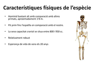Característiques físiques de l’espècie
• Homínid bastant alt amb comparació amb altres
primats, aproximadament 1’8 m.
• Pit prim fins l’espatlla en comparació amb el nostre.
• La seva capacitat cranial se situa entre 800 i 950 cc.
• Relativament robust
• Esperança de vida de vora els 20 anys
 