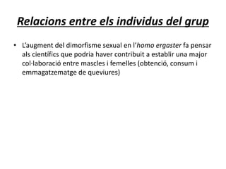 Relacions entre els individus del grup
• L’augment del dimorfisme sexual en l’homo ergaster fa pensar
als científics que podria haver contribuit a establir una major
col·laboració entre mascles i femelles (obtenció, consum i
emmagatzematge de queviures)
 