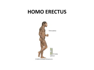 HOMO ERECTUS
 