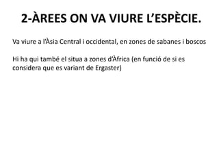 2-ÀREES ON VA VIURE L’ESPÈCIE.
Va viure a l’Àsia Central i occidental, en zones de sabanes i boscos
Hi ha qui també el situa a zones d’Àfrica (en funció de si es
considera que es variant de Ergaster)
 