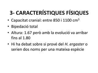 3- CARACTERÍSTIQUES FÍSIQUES
• Capacitat cranial: entre 850 i 1100 cm3
• Bipedació total
• Altura: 1.67 però amb la evolució va arribar
fins al 1.80
• Hi ha debat sobre si prové del H. ergaster o
serien dos noms per una mateixa espècie
 