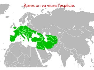 Àrees on va viure l’espècie.
 