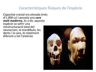 Característiques físiques de l’espècie.
Capacitat cranial era elevada (més
d'1.000 cc) i posseïa una cara
molt moderna, és a dir, aquesta
espècie va sofrir una
reestructuració total del
neurocrani, la mandíbula, les
dents i la cara, és totalment
diferent a tot l'anterior.
 