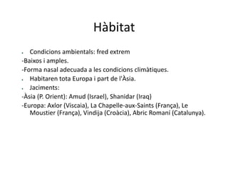 Hàbitat
 Condicions ambientals: fred extrem
-Baixos i amples.
-Forma nasal adecuada a les condicions climàtiques.
 Habitaren tota Europa i part de l'Àsia.
 Jaciments:
-Àsia (P. Orient): Amud (Israel), Shanidar (Iraq)
-Europa: Axlor (Viscaia), La Chapelle-aux-Saints (França), Le
Moustier (França), Vindija (Croàcia), Abric Romaní (Catalunya).
 