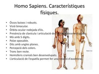 Homo Sapiens. Característiques
físiques.
• Óssos baixos i robusts.
• Visió binocular.
• Òrbita ocular rodejada d’ós.
• Presència de clavícula i articulació de l’espatlla desenvolupada.
• Mà amb 5 dígits.
• Polze oposable.
• Dits amb ungles planes.
• Percepció dels colors.
• Tronc ben recte.
• Hemisferis cranials ben desenvolupats.
• L’articulació de l’espatlla permet fer una rotació d’avantbraç.
 