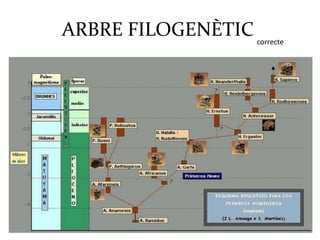 ARBRE FILOGENÈTIC correcte
 