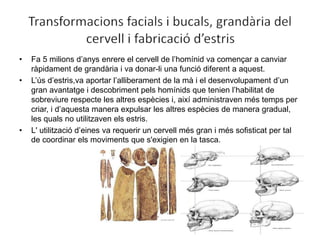 • Fa 5 milions d’anys enrere el cervell de l’homínid va començar a canviar
ràpidament de grandària i va donar-li una funció diferent a aquest.
• L’ús d’estris,va aportar l’alliberament de la mà i el desenvolupament d’un
gran avantatge i descobriment pels homínids que tenien l’habilitat de
sobreviure respecte les altres espècies i, així administraven més temps per
criar, i d’aquesta manera expulsar les altres espècies de manera gradual,
les quals no utilitzaven els estris.
• L' utilització d’eines va requerir un cervell més gran i més sofisticat per tal
de coordinar els moviments que s'exigien en la tasca.
 