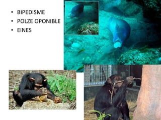 • BIPEDISME
• POLZE OPONIBLE
• EINES
 