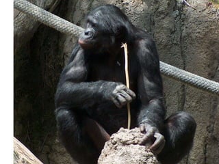 • BIPEDISME
• POLZE OPONIBLE
• EINES
 