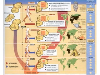 Evolució. Principals espècies