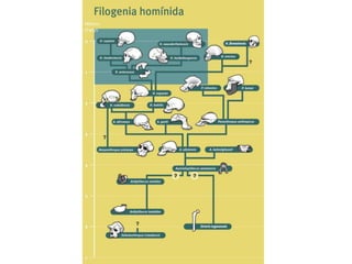 Evolució. Principals espècies