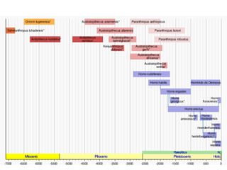 Evolució. Principals espècies