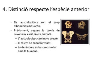 4. Distinció respecte l’espècie anterior
• Els australopitecs son el grup
d'homínids més antic.
• Prèviament, segons la teoria de
l'evolució, existien els primats.
– L’ australopitec caminava erecte.
– El rostre no sobresurt tant.
– La dentadura és bastant similar
amb la humana.
 