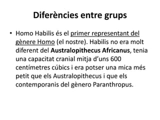Diferències entre grups
• Homo Habilis és el primer representant del
gènere Homo (el nostre). Habilis no era molt
diferent del Australopithecus Africanus, tenia
una capacitat cranial mitja d’uns 600
centímetres cúbics i era potser una mica més
petit que els Australopithecus i que els
contemporanis del gènero Paranthropus.
 