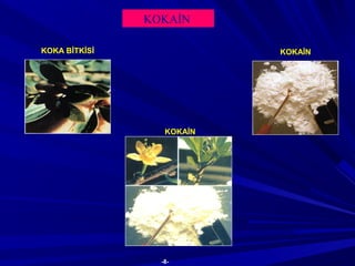 KOKAİN
KOKAİNKOKA BİTKİSİ
KOKAİN
-8-
 