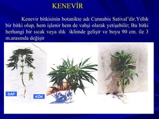 KÖK
SAP
KENEVİRKENEVİR
Kenevir bitkisinin botanikte adı Cannabis Satival’dir.YıllıkKenevir bitkisinin botanikte adı Cannabis Satival’dir.Yıllık
bir bitki olup, hem işlenir hem de vahşi olarak yetişebilir; Bu bitkibir bitki olup, hem işlenir hem de vahşi olarak yetişebilir; Bu bitki
herhangi bir sıcak veya ılık iklimde gelişir ve boyu 90 cm. ile 3herhangi bir sıcak veya ılık iklimde gelişir ve boyu 90 cm. ile 3
m.arasında değişirm.arasında değişir
 