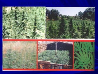 KENEVİR BİTKİSİNİN GÖRÜNÜMÜKENEVİR BİTKİSİNİN GÖRÜNÜMÜ
 