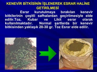 Esrar kurutulmaya bırakılan kenevir
bitkilerinin çeşitli safhalardan geçirilmesiyle elde
edilir.Toz, Kubar ve Likit esrar olarak
kullanılmaktadır. Normal şartlarda bir kenevir
bitkisinden yaklaşık 20-30 gr. Toz Esrar elde edilir.
KENEVİR BİTKİSİNİN İŞLENEREK ESRAR HALİNE
GETİRİLMESİ
 