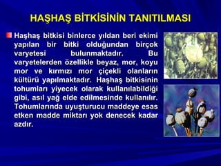 HAŞHAŞ BİTKİSİNİN TANITILMASIHAŞHAŞ BİTKİSİNİN TANITILMASI
Haşhaş bitkisi binlerce yıldan beri ekimiHaşhaş bitkisi binlerce yıldan beri ekimi
yapılan bir bitki olduğundan birçokyapılan bir bitki olduğundan birçok
varyetesi bulunmaktadır. Buvaryetesi bulunmaktadır. Bu
varyetelerden özellikle beyaz, mor, koyuvaryetelerden özellikle beyaz, mor, koyu
mor ve kırmızı mor çiçekli olanlarınmor ve kırmızı mor çiçekli olanların
kültürü yapılmaktadır.kültürü yapılmaktadır. Haşhaş bitkisininHaşhaş bitkisinin
tohumları yiyecek olarak kullanılabildiğitohumları yiyecek olarak kullanılabildiği
gibi, asıl yağ elde edilmesinde kullanılır.gibi, asıl yağ elde edilmesinde kullanılır.
Tohumlarında uyuşturucu maddeye esasTohumlarında uyuşturucu maddeye esas
etken madde miktarı yok denecek kadaretken madde miktarı yok denecek kadar
azdır.azdır.
 