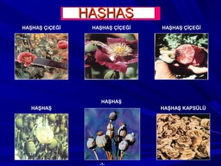 HAŞHAŞ ÇİÇEĞİHAŞHAŞ ÇiÇEĞİ
HAŞHAŞ
HAŞHAŞ ÇİÇEĞİ
HAŞHAŞ KAPSÜLÜ
HAŞHAŞ
-1-
HAŞHAŞHAŞHAŞ
 