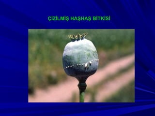 ÇİZİLMİŞ HAŞHAŞ BİTKİSİ
 