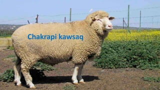 Chakrapi kawsaq
 