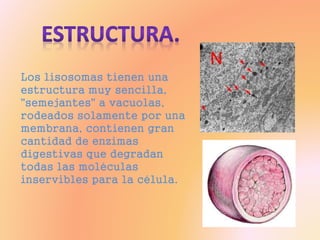 Los lisosomas tienen una
estructura muy sencilla,
"semejantes" a vacuolas,
rodeados solamente por una
membrana, contienen gran
cantidad de enzimas
digestivas que degradan
todas las moléculas
inservibles para la célula.
