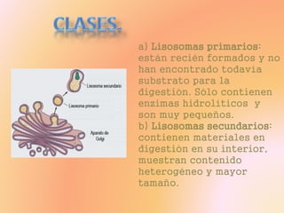 a) Lisosomas primarios:
están recién formados y no
han encontrado todavía
substrato para la
digestión. Sólo contienen
enzimas hidrolíticos y
son muy pequeños.
b) Lisosomas secundarios:
contienen materiales en
digestión en su interior,
muestran contenido
heterogéneo y mayor
tamaño.